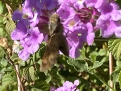 Hylephila phyleus