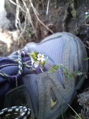 Euphrasia