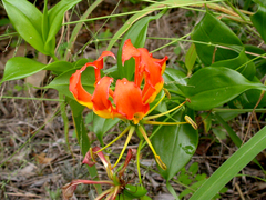 Gloriosa superba