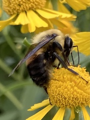 Bombus griseocollis