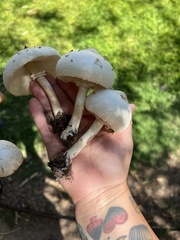 Chlorophyllum molybdites