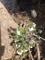 Euphrasia