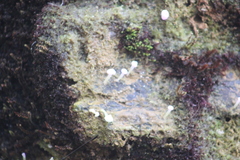 Ostropomycetidae