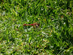 Sympetrum illotum
