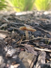 Psilocybe