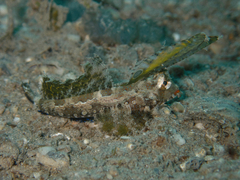 Dactylopus