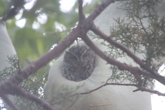 Megascops trichopsis