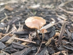 Psilocybe
