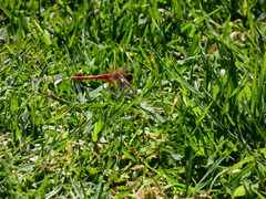 Sympetrum illotum