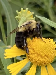 Bombus impatiens