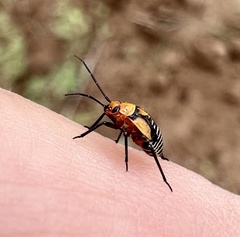 Neocapsus