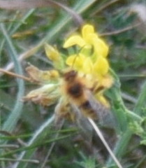 Eucerini