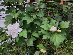 Hibiscus syriacus