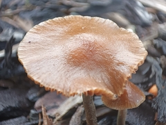Psilocybe