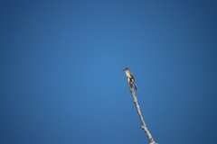 Myiarchus tyrannulus