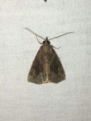 Hypena manalis