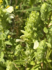 Pedicularis lanceolata