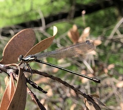 Austroargiolestes icteromelas
