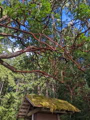 Arbutus menziesii