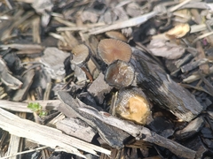 Psilocybe