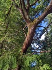 Arbutus menziesii