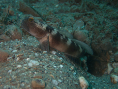 Cryptocentrus fasciatus