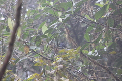 Entomodestes coracinus