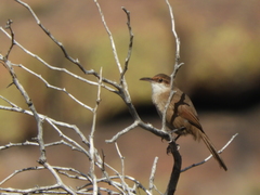 Tarphonomus certhioides
