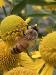 Apis mellifera
