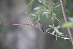 Lampornis clemenciae