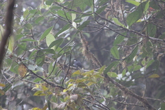 Entomodestes coracinus