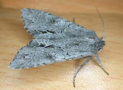 Ichneutica ustistriga