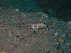 Gnatholepis cauerensis