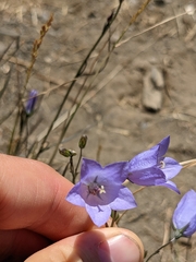Campanula