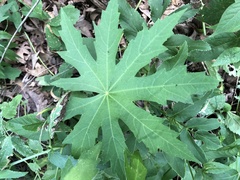 Napaea dioica