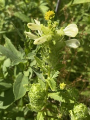 Pedicularis lanceolata