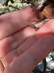 Disholcaspis eldoradensis