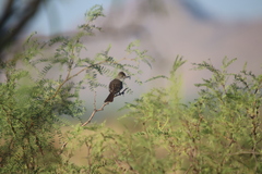 Myiarchus tyrannulus