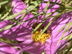 Apis mellifera