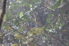 Entomodestes coracinus