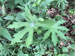Napaea dioica