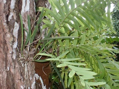 Polypodiaceae