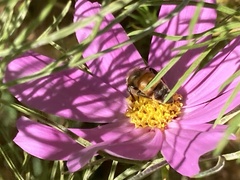 Apis mellifera