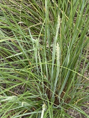 Ammophila breviligulata