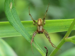 Neoscona arabesca