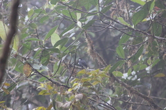 Entomodestes coracinus