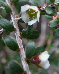 Ochrosperma oligomerum
