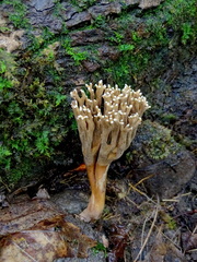 Ramaria stricta