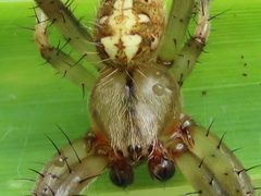 Neoscona arabesca