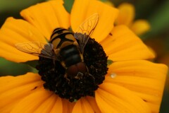 Eristalis transversa